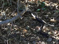 Hardloper [Coluber constrictor]